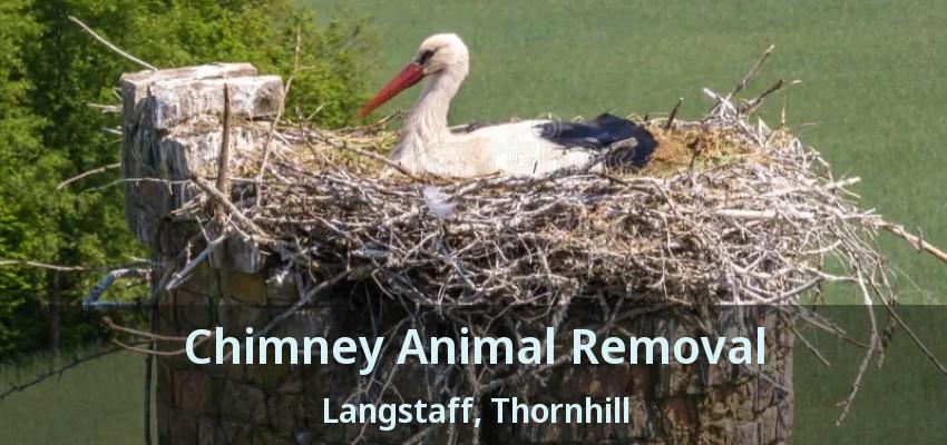 Chimney Animal Removal Langstaff, Thornhill - ON