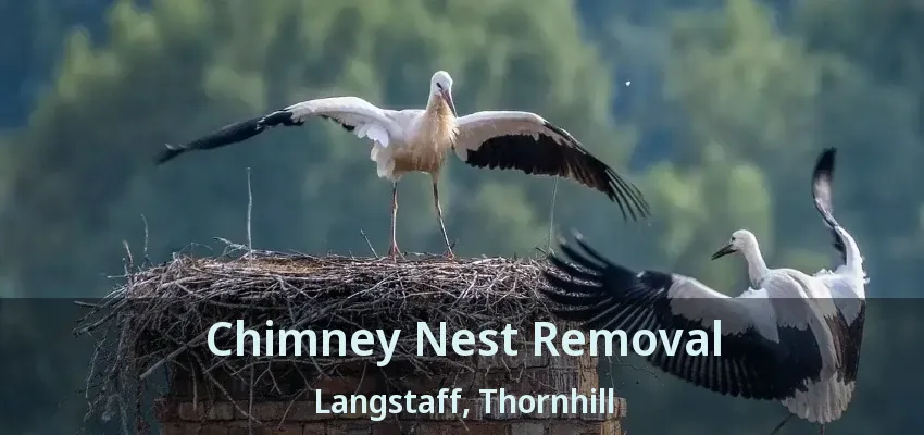 Chimney Nest Removal Langstaff, Thornhill - ON