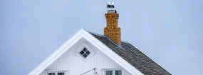 Chimney Nest Removal Bayview Fairways, Thornhill